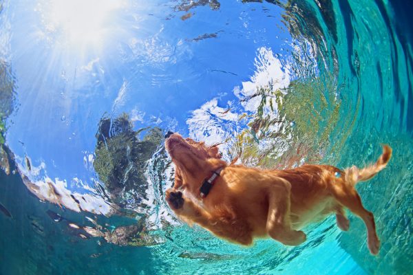 Pool Safety and Dogs | AUSDOG Dog and Puppy Training Tips