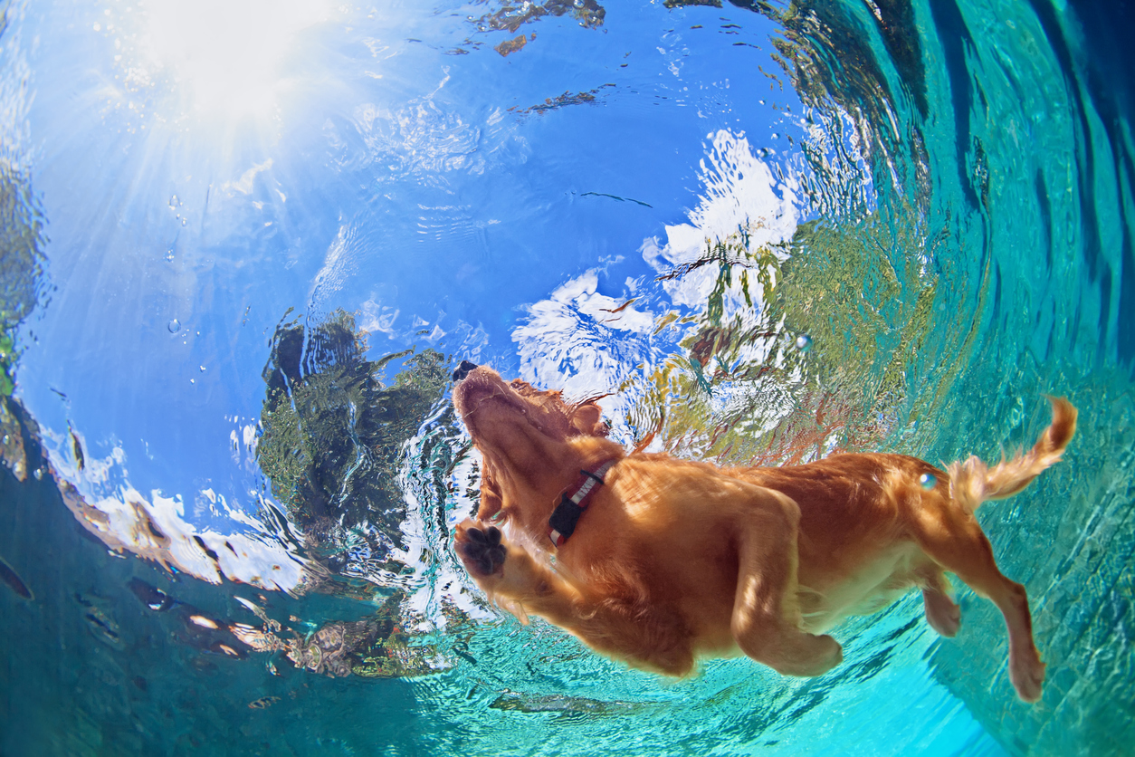 Pool Safety and dogs not just for children