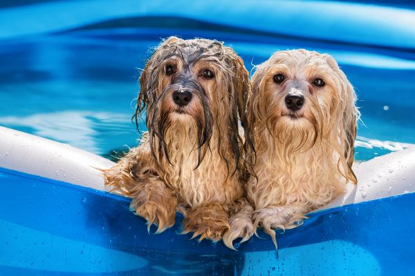 Heat and Dogs | AUSDOG Dog and Puppy Training