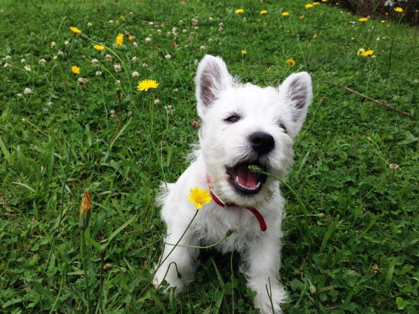 AUSDOG Dog and Puppy Training Tips on Bites