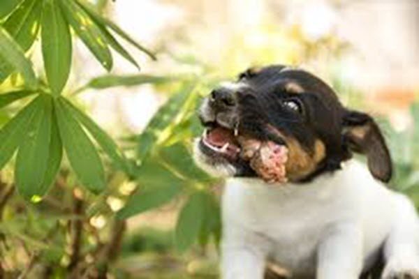 Ausdog - Dog Training