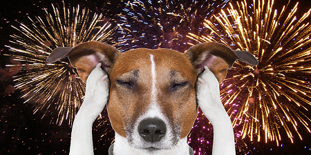 Dogs & New Years Eve Fireworks