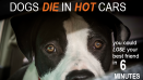 Heat Dogs and Cars